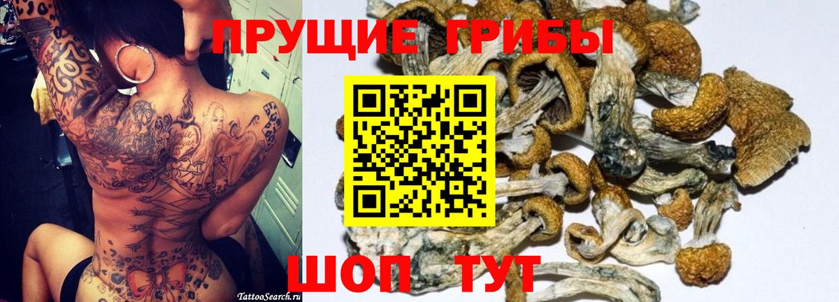 Галлюциногенные грибы Psilocybine cubensis Кыштым